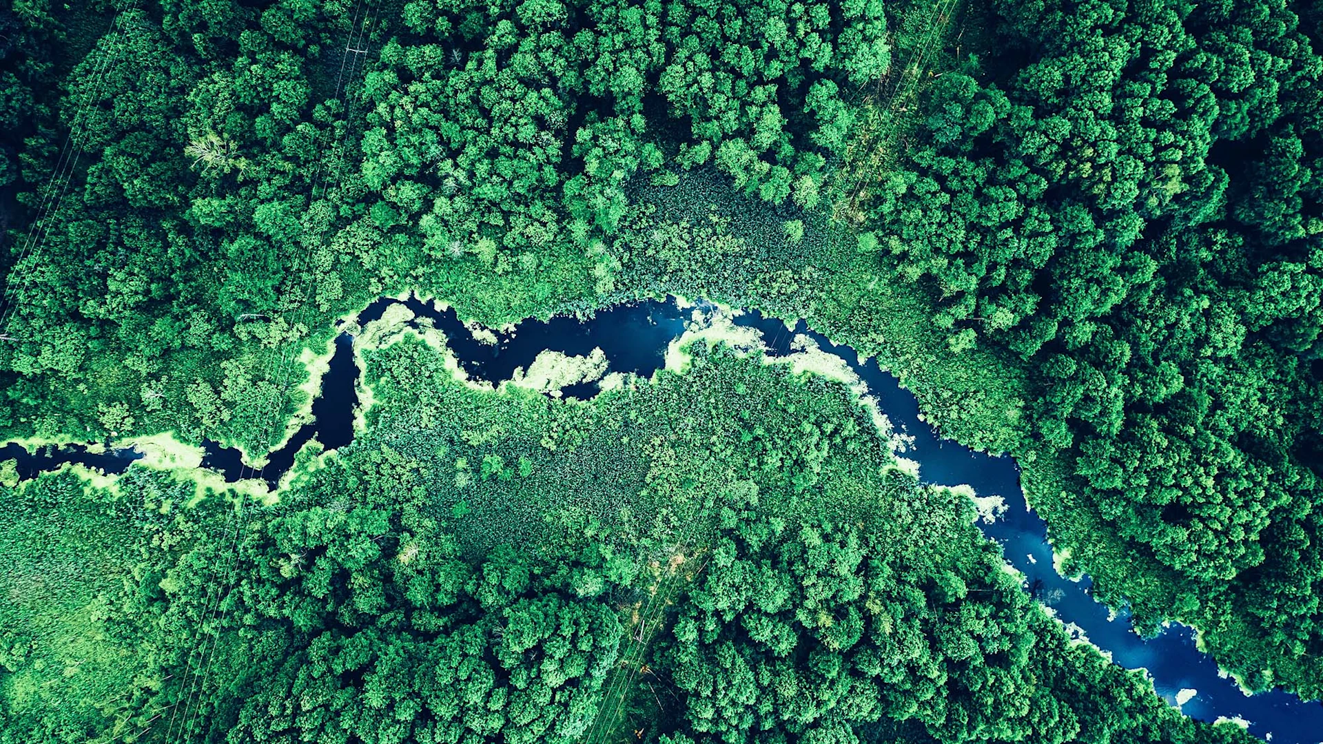 Picture of a forest with a river from a bird's eye view.